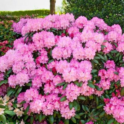 Рододендрон якушиманский Калинка Рододендрон якушиманский Калинка - Dolina-Sad.Ru