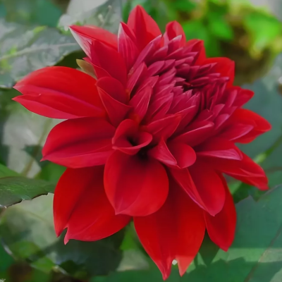 Георгина Эллен Хьюстон Георгина Эллен Хьюстон фото