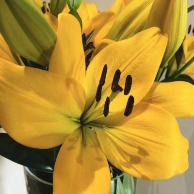 Лилия Кингсвиль Лилия Кингсвиль - Dolina-Sad.Ru