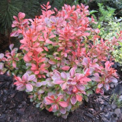 Барбарис тунберга Наташа Барбарис тунберга Наташа фото