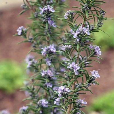 Розмарин Блю Каскад Розмарин Блю Каскад - Dolina-Sad.Ru