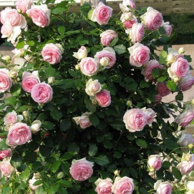 Роза Эден Роуз (в горшке) Роза Эден Роуз (в горшке) фото