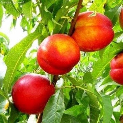 Нектарин Пижон фото