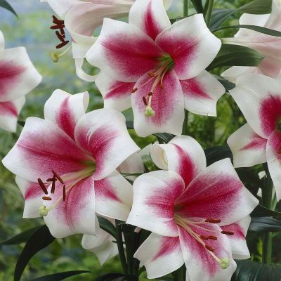 Лилия Триумфатор Лилия Триумфатор фото