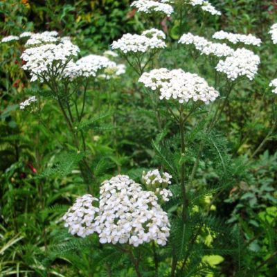 Тысячелистник обыкновенный Тысячелистник обыкновенный - Dolina-Sad.Ru