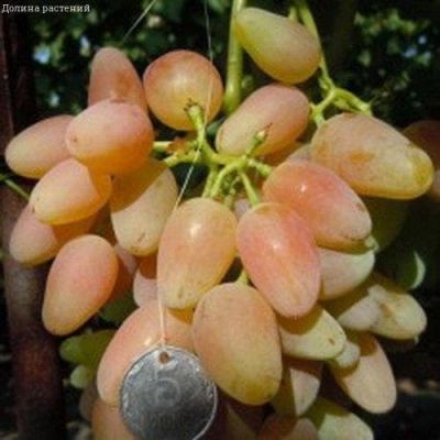 Виноград Олимпик Виноград Олимпик фото