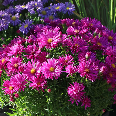 Астра альпийская "Дженни" Астра альпийская "Дженни" фото