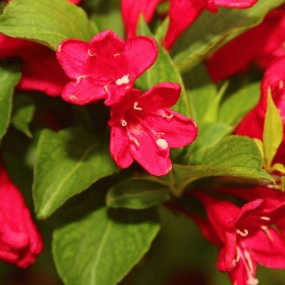 Вейгела Эвита Вейгела Эвита - Dolina-Sad.Ru