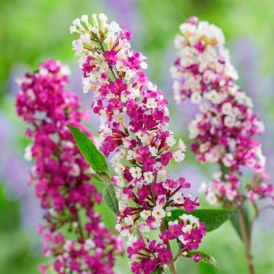 Буддлея Давида Берриз энд Крем Буддлея Давида Берриз энд Крем - Dolina-Sad.Ru