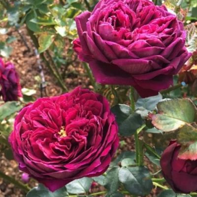 Роза Принц Роза Принц - Dolina-Sad.Ru