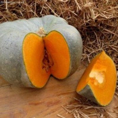 Тыква Волжская Серая фото