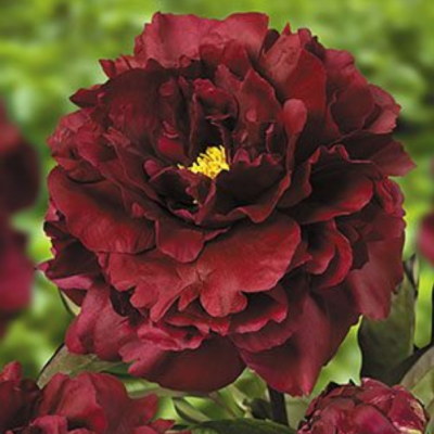 Пион Блэк Шарм Пион Блэк Шарм - Dolina-Sad.Ru