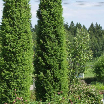 Можжевельник обыкновенный Суецика, С3 Можжевельник обыкновенный Суецика, С3 - Dolina-Sad.Ru