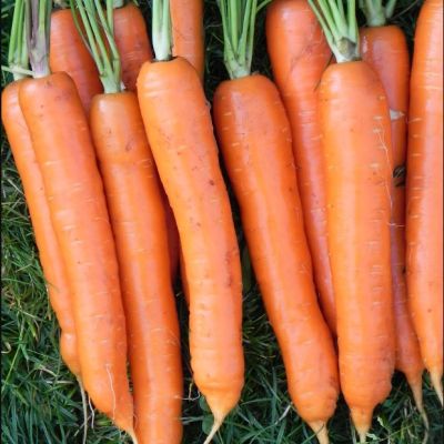 Морковь Сатурно F1(Clause/Франция) Морковь Сатурно F1(Clause/Франция) фото