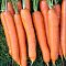 Морковь Сатурно F1(Clause/Франция) Морковь Сатурно F1(Clause/Франция) фото