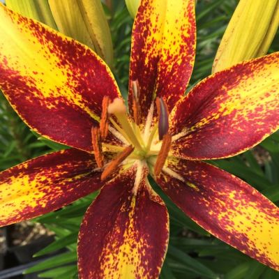 Лилия Сенсейшн Тини - Dolina-Sad.Ru