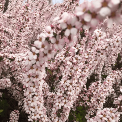 Спирея Тунберга "Фуджино Пинк" фото