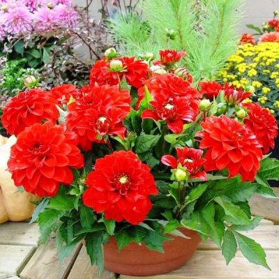 Георгина Гэллери Сингер фото