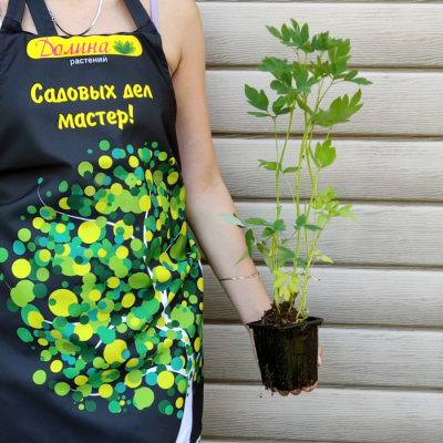 Дицентра Спектабилис Дицентра Спектабилис фото