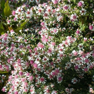 Астра бокоцветковая Леди ин Блэк - Dolina-Sad.Ru