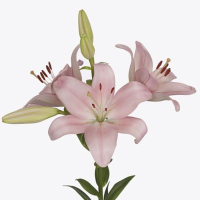 Лилия Пачано - Dolina-Sad.Ru