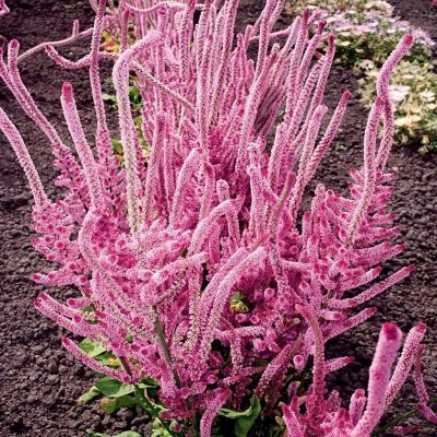 ЛИМОНИУМ СУВОРОВА РОЗОВЫЙ ЛИМОНИУМ СУВОРОВА РОЗОВЫЙ - Dolina-Sad.Ru