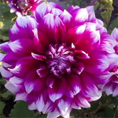 Георгина Ярра Фолс (Гиганты) Георгина Ярра Фолс (Гиганты) фото