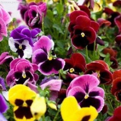 Виола Швейцарские Гиганты Виола Швейцарские Гиганты фото