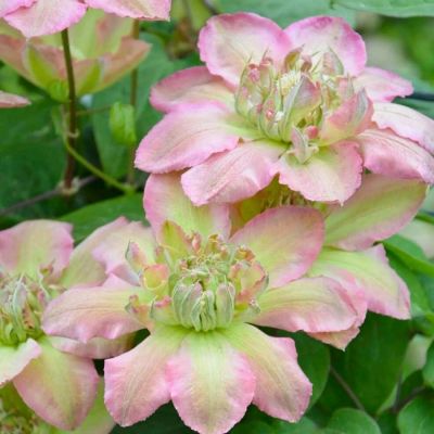 Клематис Писташио Кейк Клематис Писташио Кейк - Dolina-Sad.Ru