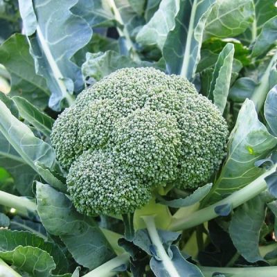 Капуста брокколи Фиеста Капуста брокколи Фиеста фото