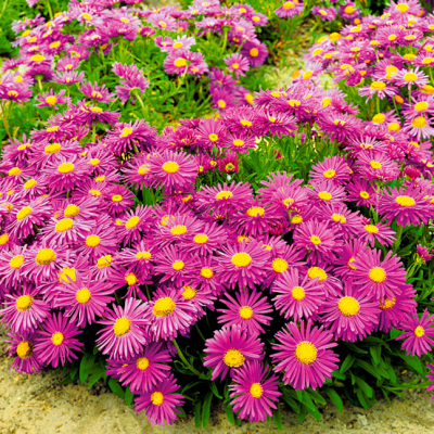 Астра альпийская в ассортименте фото