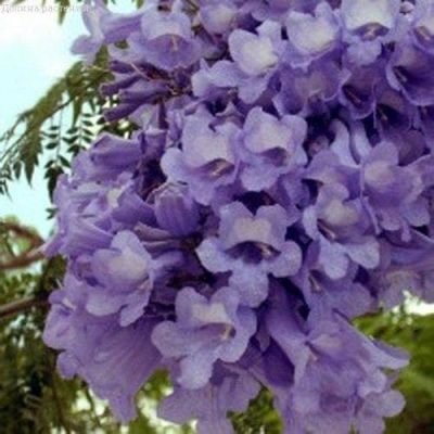 Жакаранда Фиалковое дерево Жакаранда Фиалковое дерево фото