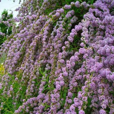 Буддлея очереднолистная Юник Буддлея очереднолистная Юник - Dolina-Sad.Ru