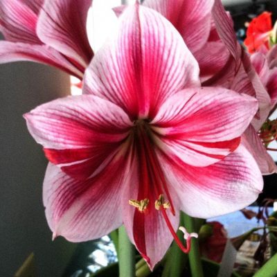 Амариллис Гервазе фото